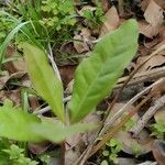 Sideroxylon lycioides Blatt