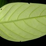 Posoqueria robusta Blatt