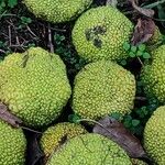 Maclura pomifera