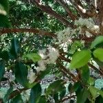 Plinia cauliflora Fiore