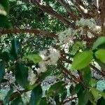 Plinia cauliflora Flower