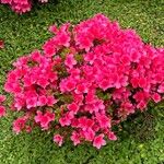 Rhododendron japonicum অভ্যাস