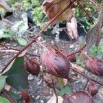 Gossypium hirsutum Fruit