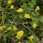 Chrysosplenium alternifoliumFlor