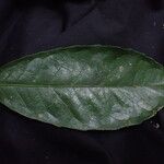 Rinorea oblongifolia Diğer
