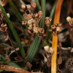 Radiola linoides Fruit