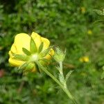 Potentilla pyrenaica Flower