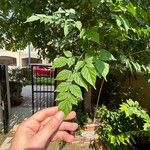 Millingtonia hortensis Hoja