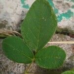 Desmodium incanum পাতা