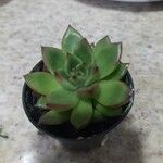 Echeveria agavoides Feuille