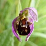 Ophrys apifera Fula