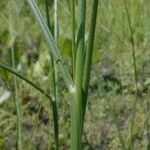 Juncus torreyi Corteza