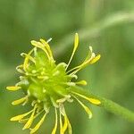 Ranunculus acris Vrucht