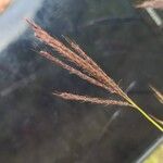 Bothriochloa ischaemum Floare