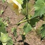 Abutilon grandiflorum पत्ता