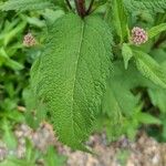 Eutrochium maculatum Leaf