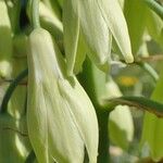 Ornithogalum candicans Fruto