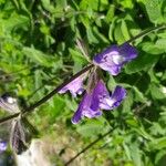 Salvia interrupta Kukka