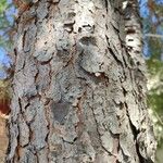 Pinus pinea പുറംതൊലി