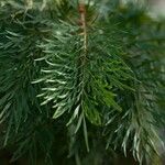 Grevillea robusta Folha