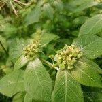 Euphorbia heterophylla Plod