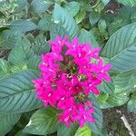 Pentas lanceolataFlower