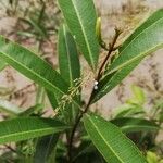 Landolphia lanceolata Φύλλο