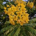 Cassia leptophylla Virág