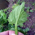 Scrophularia oblongifolia Blad