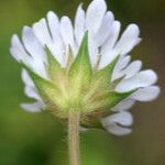 Pterocephalus plumosus Flower