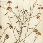 Iberis linifolia Fula