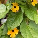 Thunbergia alata Feuille