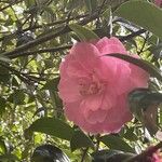 Camellia saluenensis फूल