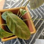 Goeppertia undulata 葉