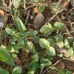 Ruellia prostrata Leaf