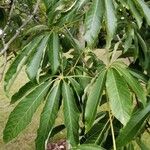 Aesculus glabra Leht