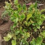 Ullucus tuberosus Hoja