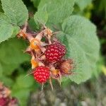 Rubus phoenicolasiusFruit