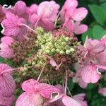 Hydrangea paniculataFruit