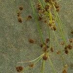 Scirpus atrovirens Mbuma