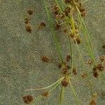 Scirpus atrovirens Плод