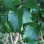 Combretum kraussii Leaf