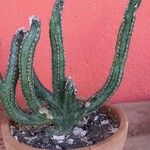 Kleinia stapeliiformis Hoja