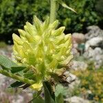 Astragalus alopecurus Fleur