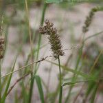 Cenchrus biflorus Fruit