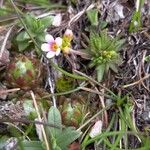 Androsace adfinis Flower