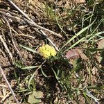 Lomatium triternatum Λουλούδι