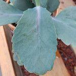 Kalanchoe laxiflora ᱥᱟᱠᱟᱢ