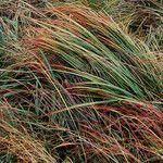 Carex testacea List