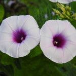 Ipomoea tiliacea Flower
